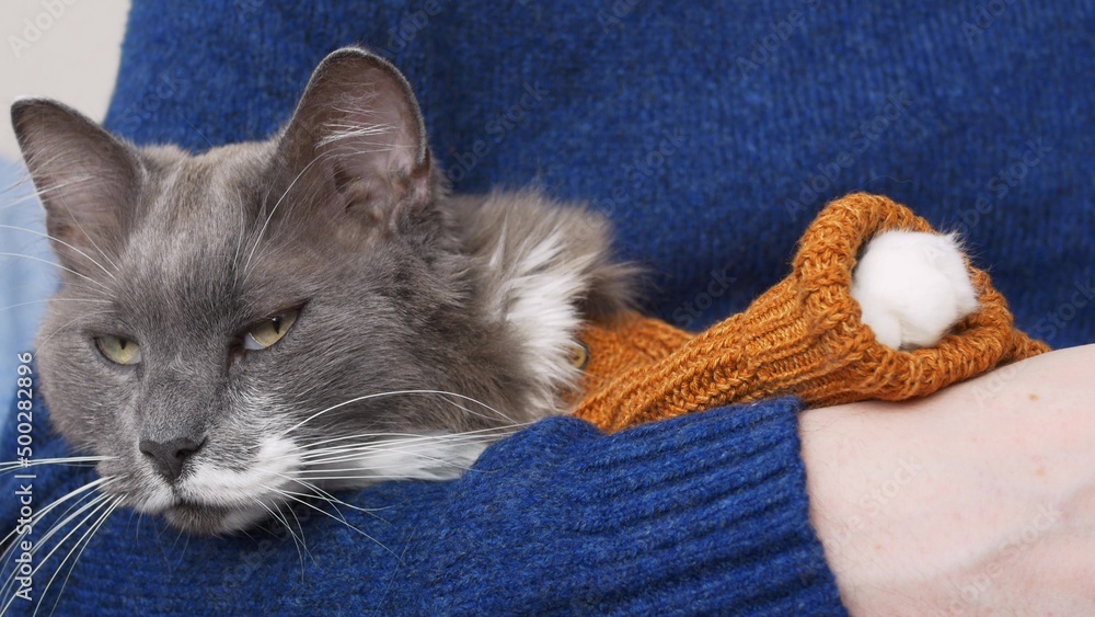 Φωτογραφία The cat in a knitted brown sweater is in the hands of the owner in a blue sweater
