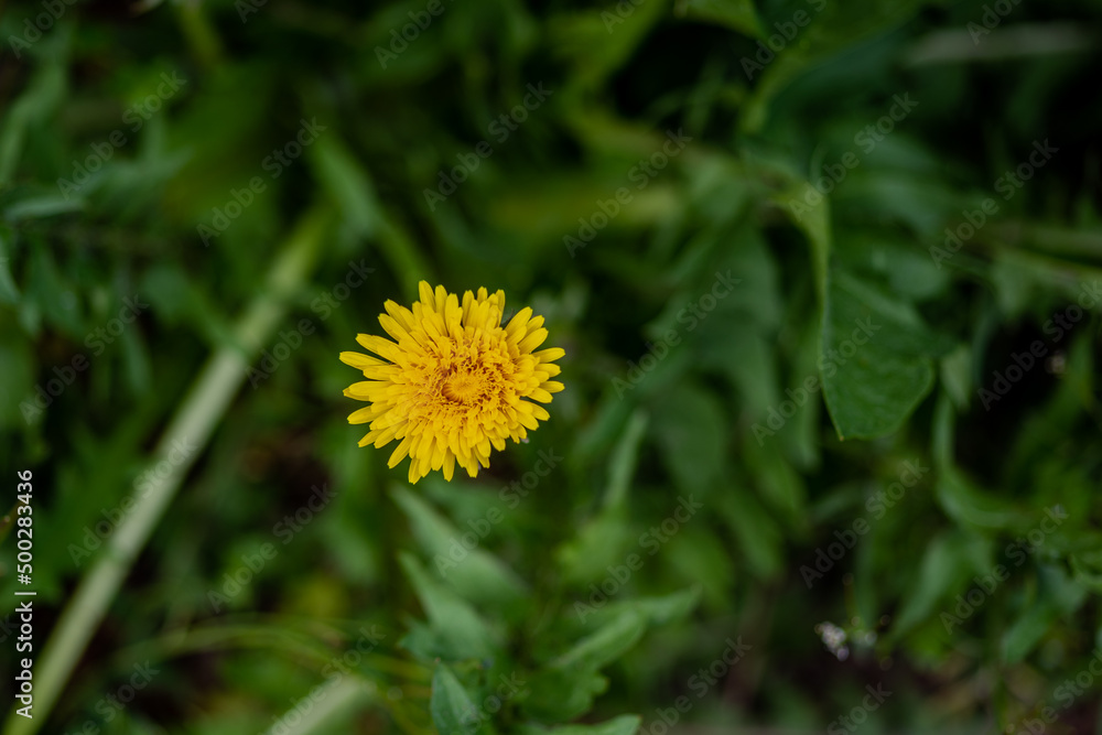 closeup of a single yellow dandelion flower against a blurred green background closeup of a single yellow dandelion flower against a blurred green background