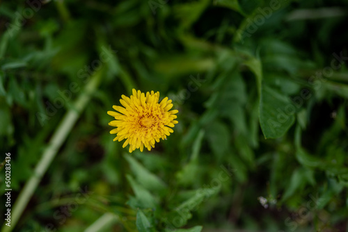 closeup of a single yellow dandelion flower against a blurred green background