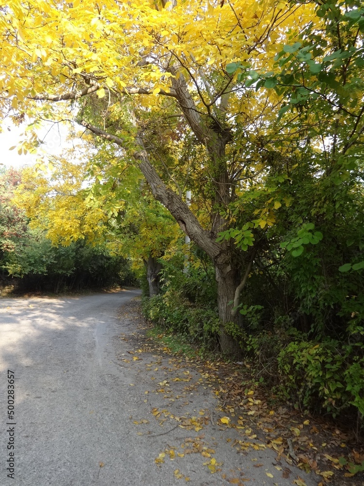 Naklejka premium Road in an Autumn Forest