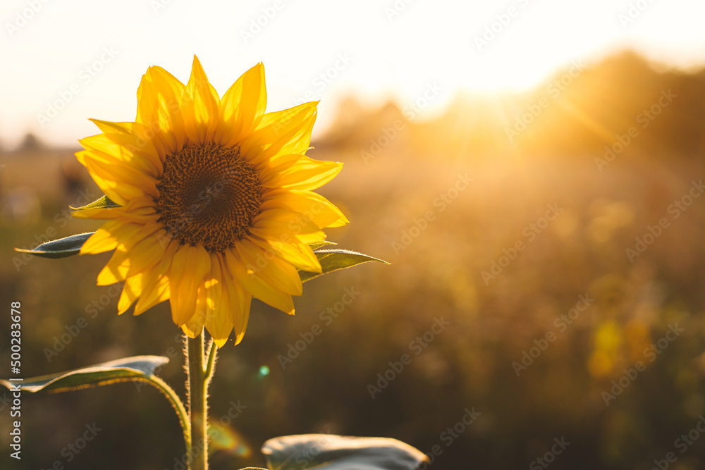 Beautiful sunflower in warm sunset light in summer meadow. Calm tranquil moment in countryside. Sunflower growing in evening field. Atmospheric summer wallpaper, space for text - obrazy, fototapety, plakaty 