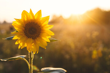 Beautiful sunflower in warm sunset light in summer meadow. Calm tranquil moment in countryside. Sunflower growing in evening field. Atmospheric summer wallpaper, space for text