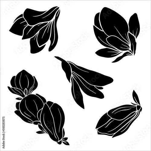 Set of hand drawn magnolia flowers. Spring magnolia blossom. Outline magnolia flowers for greeting cards, invitation, business card, web, posters.
