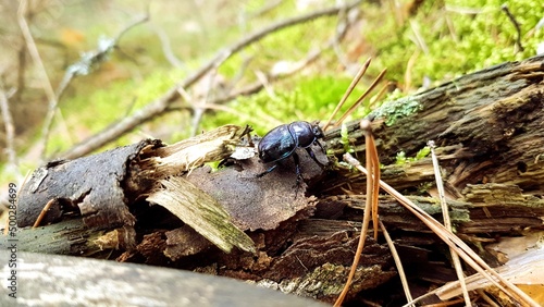 Forest beetle.