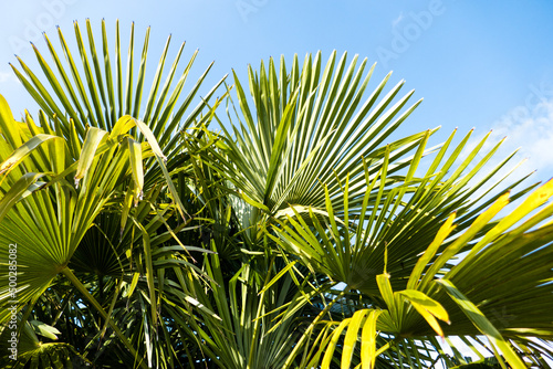 palm leaves
