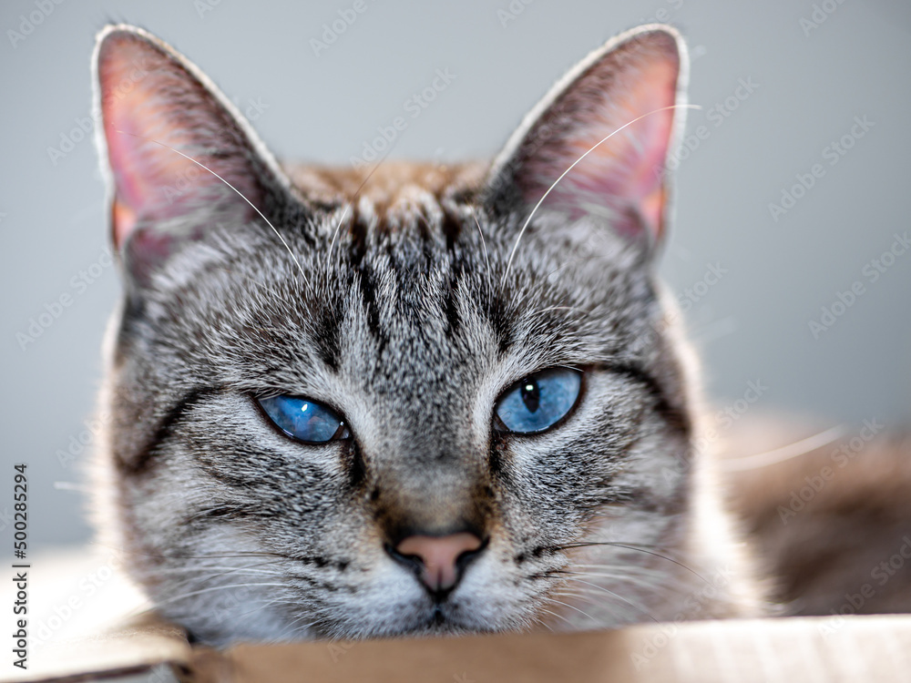 Gray tiger domestic cat inside a box with cataract disease close up