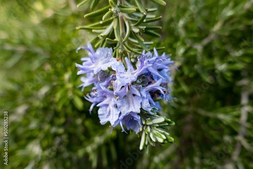 rosemary flower