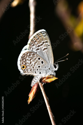 White with black dots on the wings Hemiargus hanno butterflie macro clouse up, Brazil photo