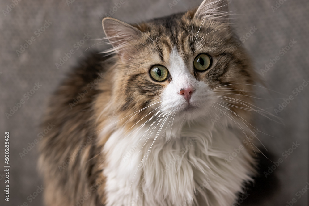 beautiful long-haired cat with a white chest, big green eyes and a pink nose. looks at the camera. close-up