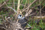 The picture shows a gray wagtail sitting