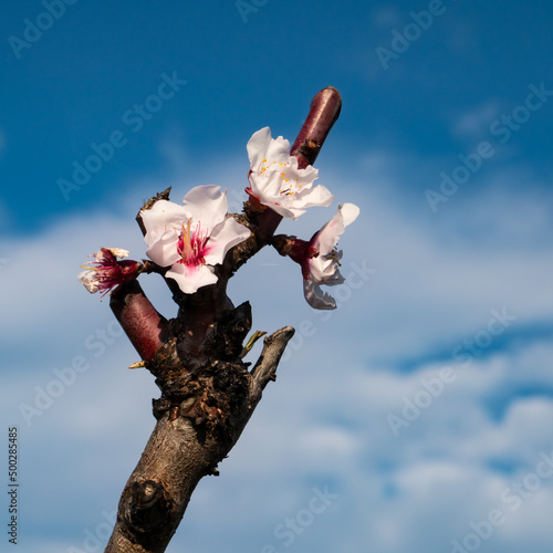 apricot blossom