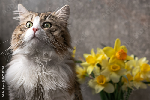 beautiful long-haired cat with a white chest  big green eyes and a pink nose. sits on a background of flowers and looks away. close-up