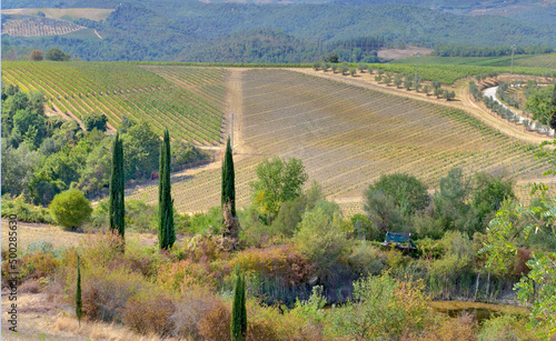 vineyard growing on a hill and cypres treesin  in Tuscany landscape, Italy