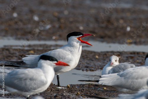 Photography Caspian tern (Hydroprogne caspia) photographed near Bhigwan in Maharashtra, Indi