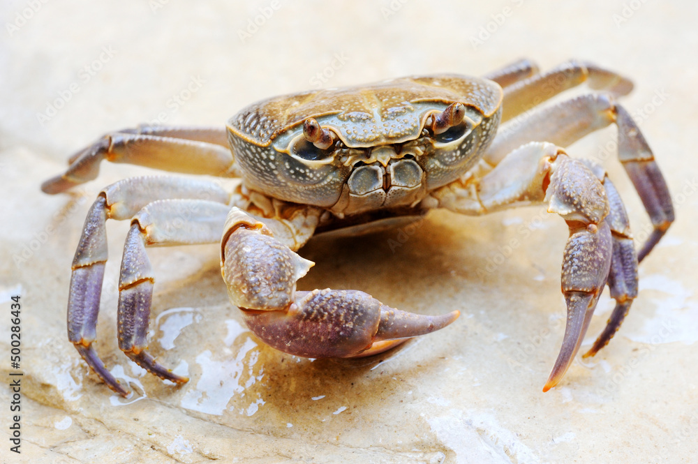 Freshwater land crab in the stream Arugot (Ein Gedi Nature Reserve) in Israel