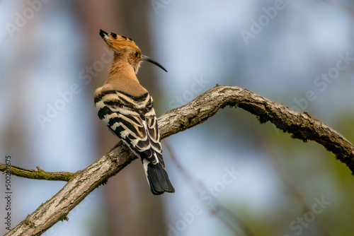 An eurasian hoopoe sitting on a branch in a tree at a sunny day in spring. © ms_pics_and_more
