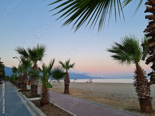 palm trees at the beach