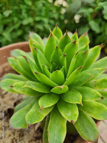 aloe vera plant