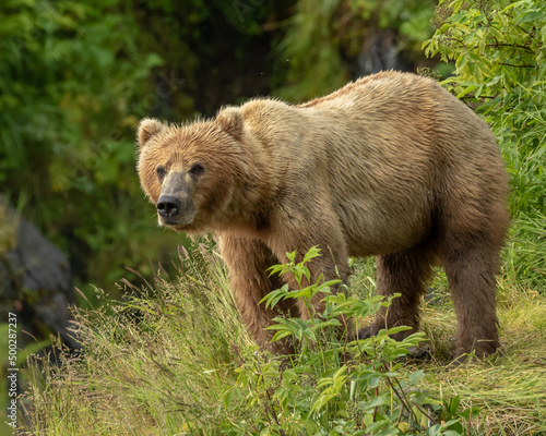 Kodiak Bear