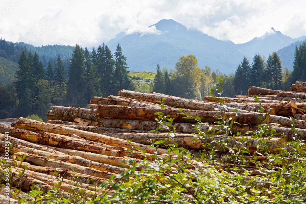 Lumber Yard in pacific northwest Lumber Yard in pacific northwest