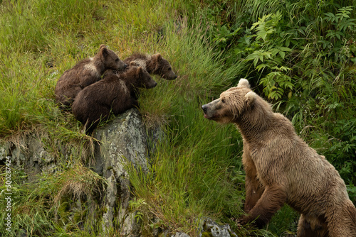 Kodiak Bear