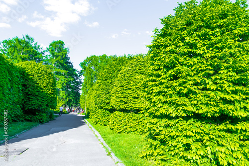 Long row of tall evergreen decorative spherical cutted bushes, trees, green hedge fence along path, road at city park, forest. Landscaping design