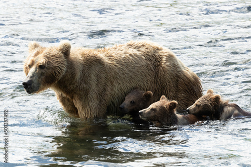 Kodiak Bear
