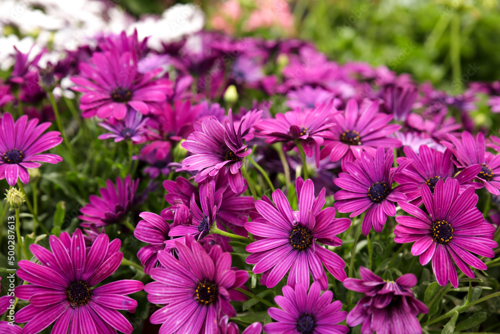 Obraz premium Purple Osteospermum Ecklonis flowers in the garden