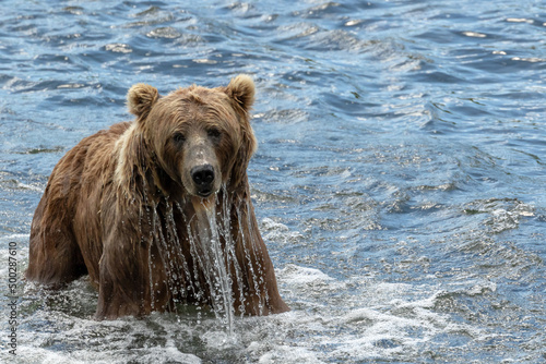 Kodiak Bear