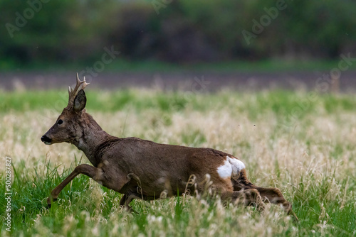 A young running away at a sunny day in spring.