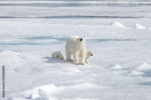 Wild polar bear  Ursus maritimus  mother and cub on the pack ice