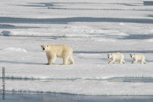 Wild polar bear (Ursus maritimus) mother and cub on the pack ice