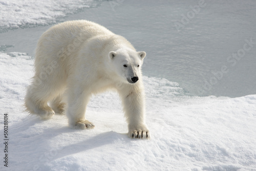 Wild polar bear on pack ice in Arctic © Alexey Seafarer