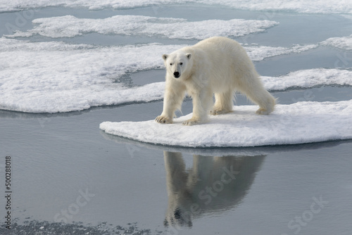 Wild polar bear on pack ice in Arctic