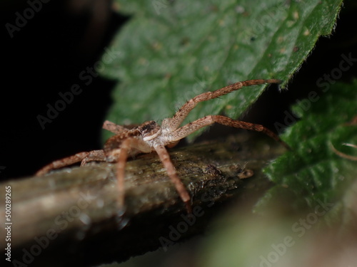 Philodromus dispar female