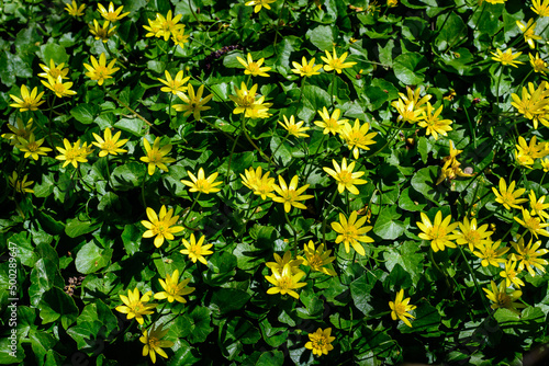 Many delicate yellow flowers of Ranunculus repens plant commonly known as the creeping buttercup, creeping crowfoot or sitfast, in a forest in a sunny spring day, floral background. photo