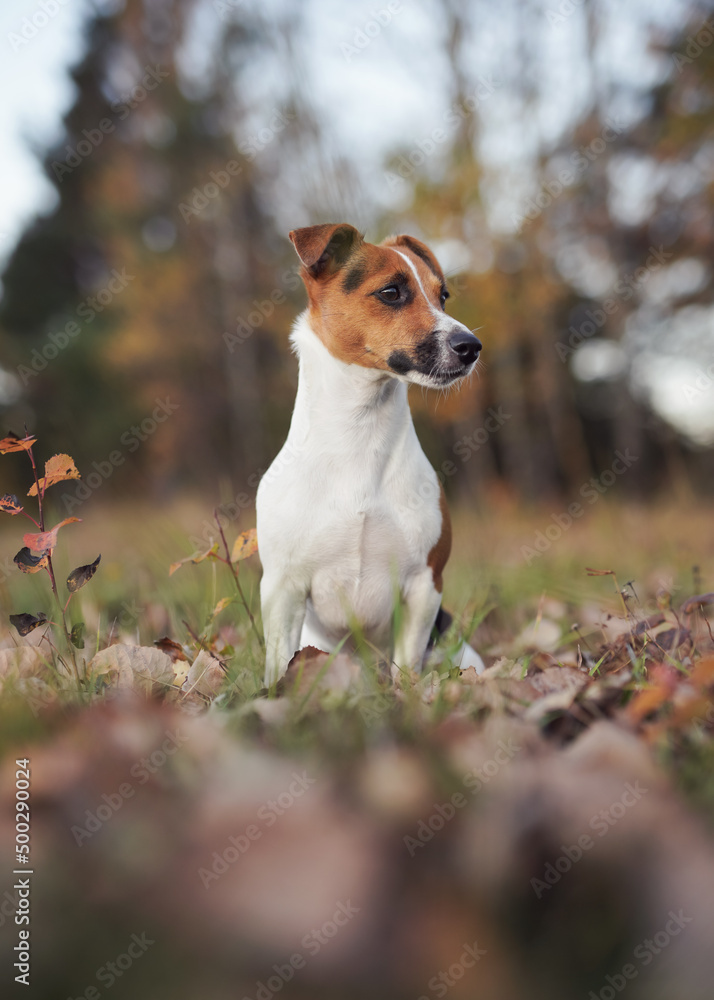 Small Jack Russell terrier sitting on forest path with dry leaves in autumn, blurred trees background