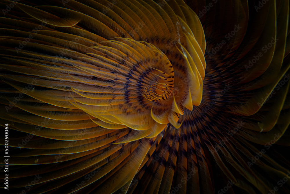 Φωτογραφία Abstract pattern of close up detail of inside of of Tube worm
