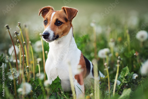 Fototapeta Naklejka Na Ścianę i Meble -  Small Jack Russell terrier sitting in green grass meadow, white dandelion flowers around