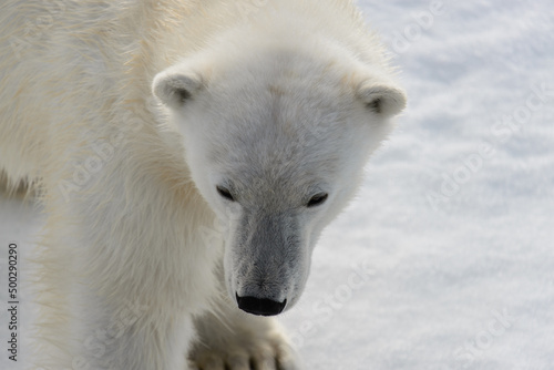 Polar bear (Ursus maritimus) on the pack ice north of Spitsbergen Island, Svalbard, Norway, Scandinavia, Europe