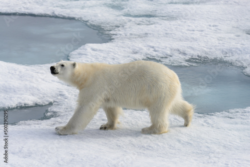 Polar bear (Ursus maritimus) on the pack ice north of Spitsbergen Island, Svalbard, Norway, Scandinavia, Europe