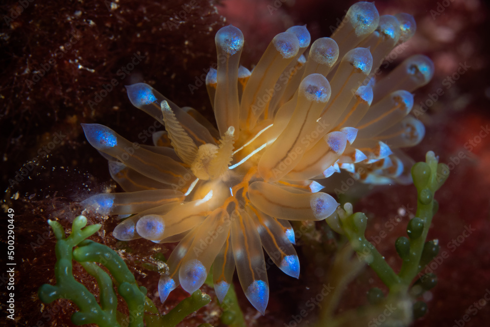 Colorful Blue tipped Janolus Nudibranch -Antiopella cristata - janolus cristatus Colorful Blue tipped Janolus Nudibranch -Antiopella cristata - janolus cristatus