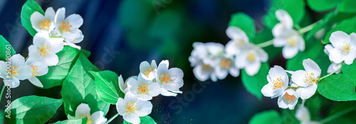 Fotografie, Obraz Jasmine flowers  in spring summer garden. Banner format.