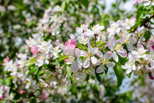 Close up of a branch with white apple tree flowers in full bloom with blurred background in a garden in a sunny spring day, beautiful Japanese cherry blossoms floral background, sakura.