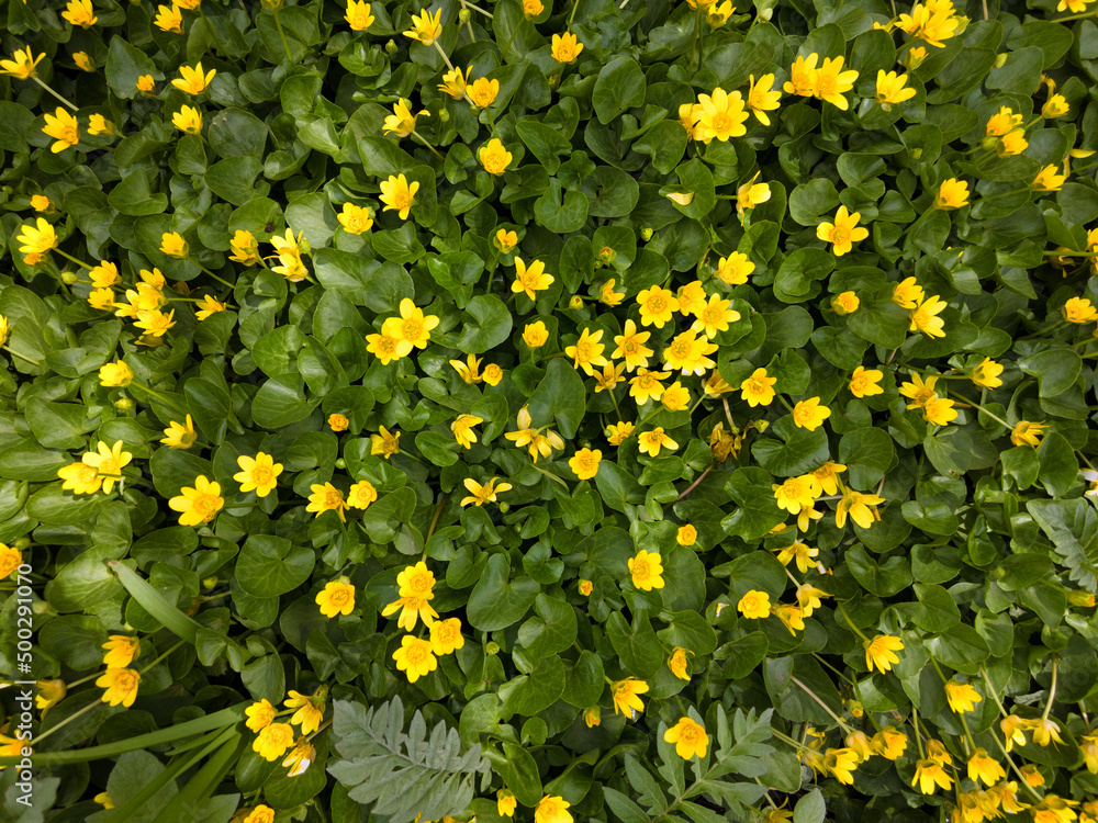 Fototapeta premium Yellow flowers in green grass and leaves
