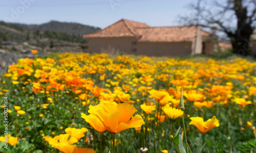 California poppy or Eschscholzia californica yellow and orange flowers field in a village Vilaflor, Tenerife, Canary Islands, Spain