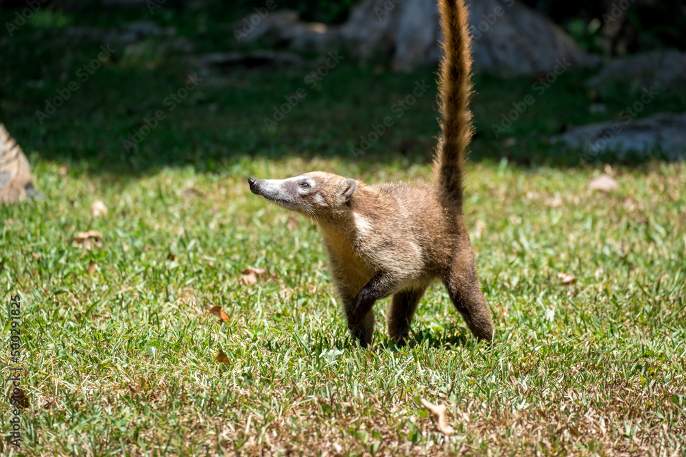 South American Coati (Nasua) in Mexican forest. Wild animal looking like raccoon South American Coati (Nasua) in Mexican forest. Wild animal looking like raccoon