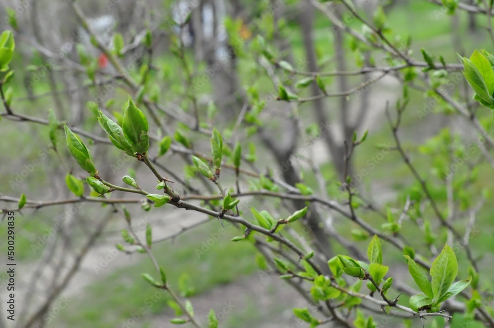 Fototapeta premium The first spring leaves. Freshness of greens. German medlar. Selective focus. Blurry background. Bokeh.