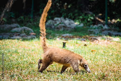 South American Coati (Nasua) in Mexican forest. Wild animal looking like raccoon