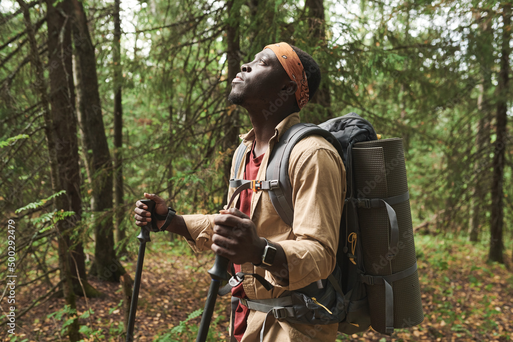 Young Afro-American man in orange bandana looking at trees while determining sides of world in forest